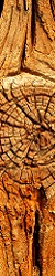 legno